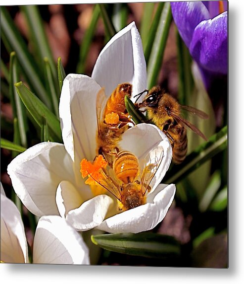 Bee Metal Print featuring the photograph At Work by Rona Black