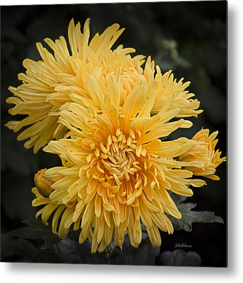 Autumn Mums Metal Print featuring the photograph Autumn Mums by Julie Palencia