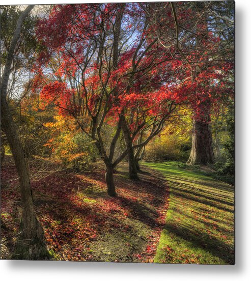 Autumn Metal Print featuring the photograph Autumn Tree Sunshine by Ian Mitchell