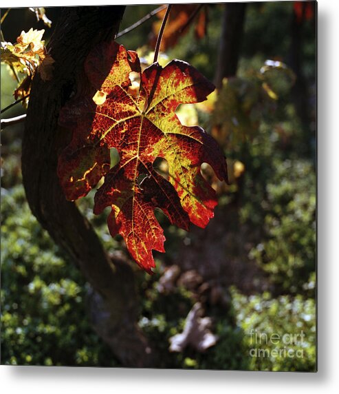 Leaf Metal Print featuring the photograph Autumnal Grapevine by Riccardo Mottola