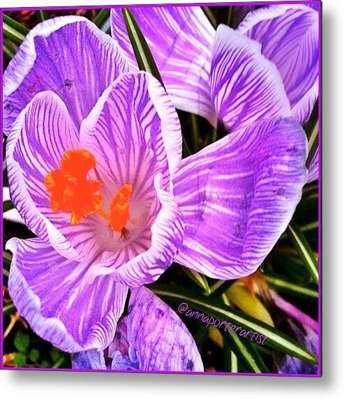 Flowers Metal Print featuring the photograph Awakening #flowers #spring #bulbs by Anna Porter