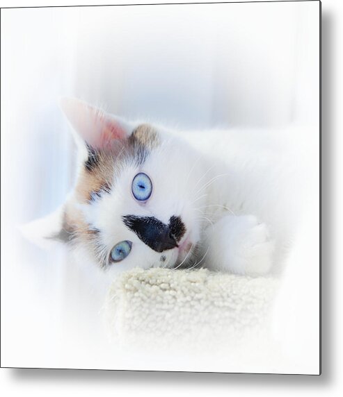 Kitten Metal Print featuring the photograph Baby Blue Eyes by Theresa Tahara