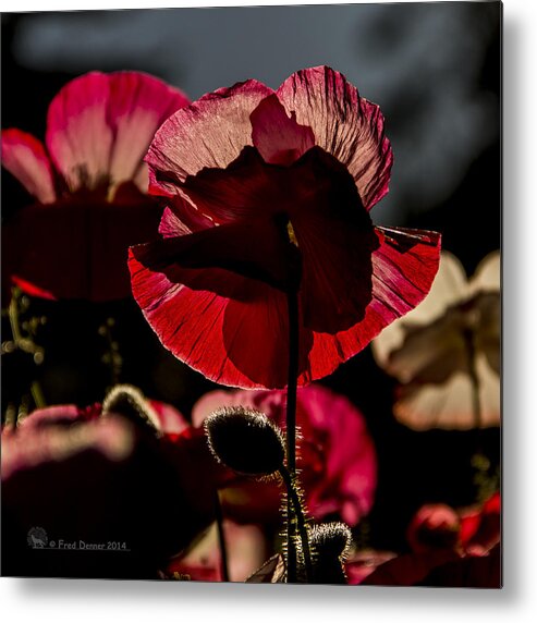 Poppy Metal Print featuring the photograph Backlit Poppy #2 by Fred Denner