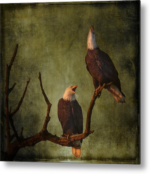 Bald Eagle Serenade Metal Print featuring the photograph Bald Eagle Serenade by Wes and Dotty Weber