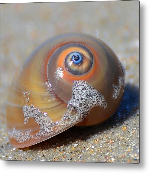 Shell Metal Print featuring the photograph Beach Jewel by Kathy Baccari
