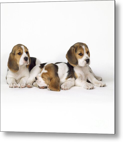 Beagle Metal Print featuring the photograph Beagle Puppies, Row Of Three, Second by John Daniels
