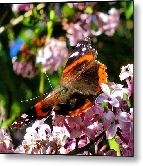 Beautiful Metal Print featuring the photograph Beautiful Butterfly in a tree by Aran Ackley
