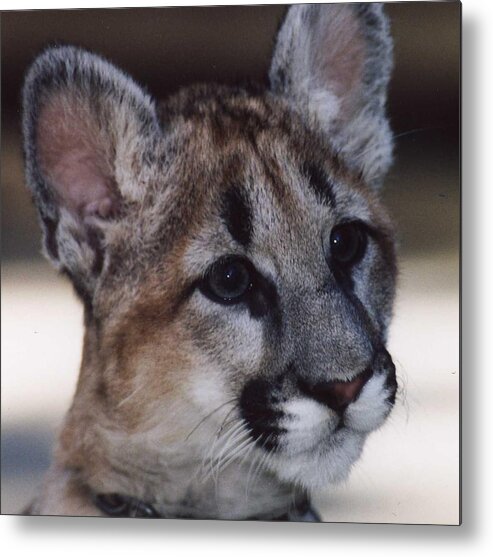 Cougar Cub Metal Print featuring the photograph Beautiful Face-Cougar Cub by Myrna Walsh