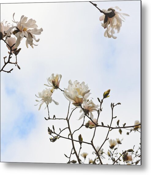 Star Magnolia Metal Print featuring the photograph Beautiful magnolia stellata star magnolia tree by Marianne Campolongo
