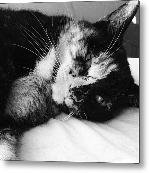 Petstagram Metal Print featuring the photograph Beautiful #torti #tortie #cat #cats by Charlotte Turville