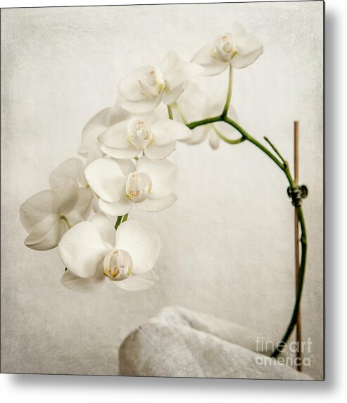 1x1 Metal Print featuring the photograph Beautiful white orchid II by Hannes Cmarits