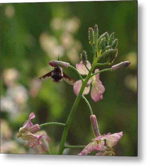Beefly Metal Print featuring the photograph Pink Mustard flower by Adria Trail