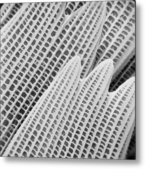 Abstract Metal Print featuring the photograph Bia Actorian Butterfly Wing by Natural History Museum, London