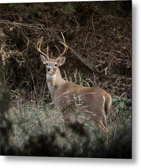 White Tail Metal Print featuring the photograph Big Buck by John Johnson