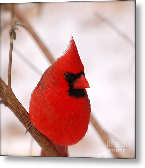 Northern Cardinal Metal Print featuring the photograph Big Red Cardinal Bird In Snow by Peggy Franz