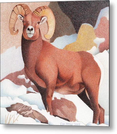 Art Metal Print featuring the drawing Bighorn Sheep Winter by Dan Miller