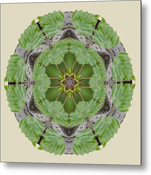 Birch Tree Metal Print featuring the photograph Birch Tree Mandala by Beth Sawickie
