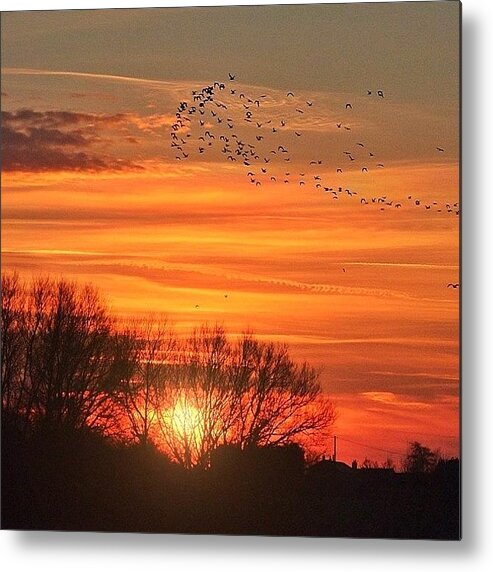 Northwich Metal Print featuring the photograph Birds of Dawn by Phil Tomlinson