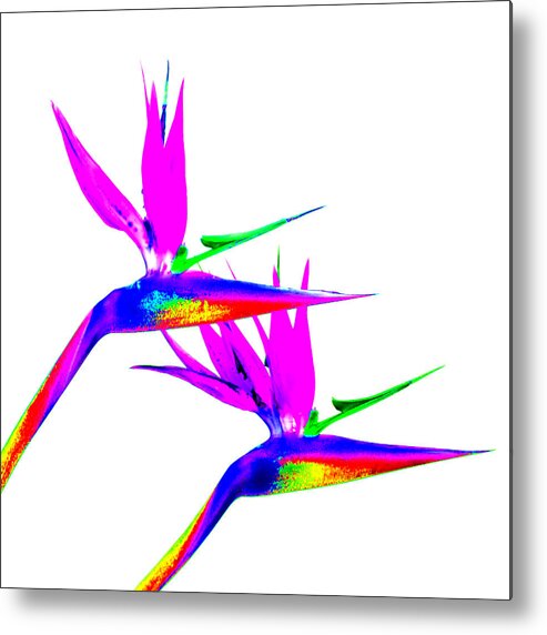 Pop Art Metal Print featuring the photograph Birds of Paradise by Art Block Collections