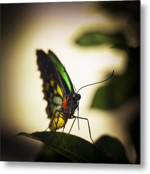 Florida Metal Print featuring the photograph Birdwing Butterfly by Bradley R Youngberg
