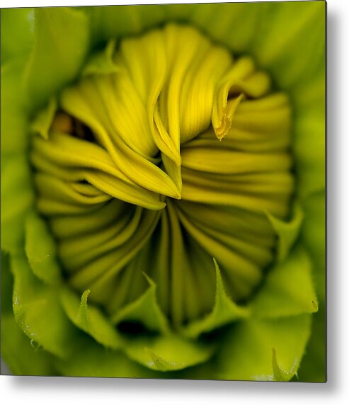 Macro Metal Print featuring the photograph Birth of A Sunflower by Liz Mackney