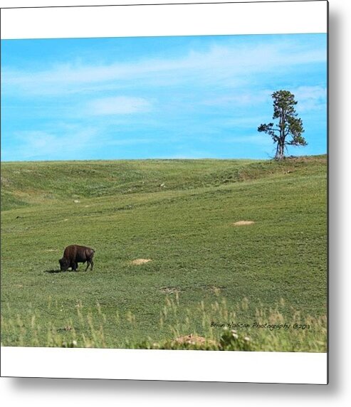 Windcave Metal Print featuring the photograph #bison #buffalo #nationalparks #nocrop by Brian Havican