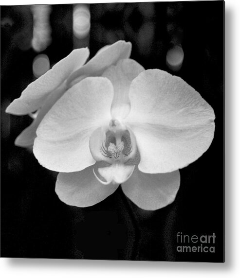 Floral Metal Print featuring the photograph Black and White Orchid with Lights - SQUARE by Heather Kirk