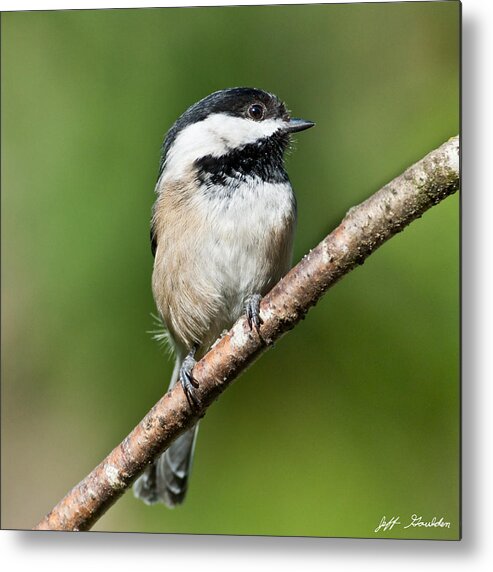 Animal Metal Print featuring the photograph Black Capped Chickadee by Jeff Goulden