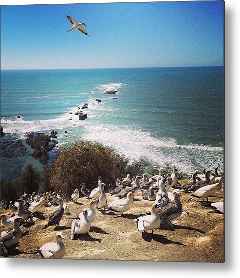 Smellslikerottentuna Metal Print featuring the photograph Black Creek Gannet Colony by Alex Hill