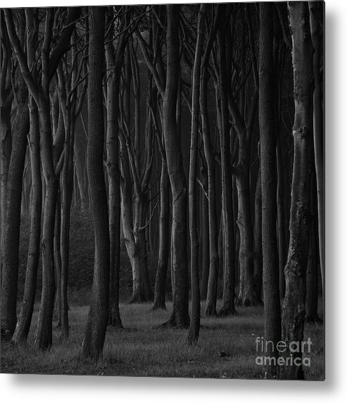 Trees Metal Print featuring the photograph Black Forest by Heiko Koehrer-Wagner
