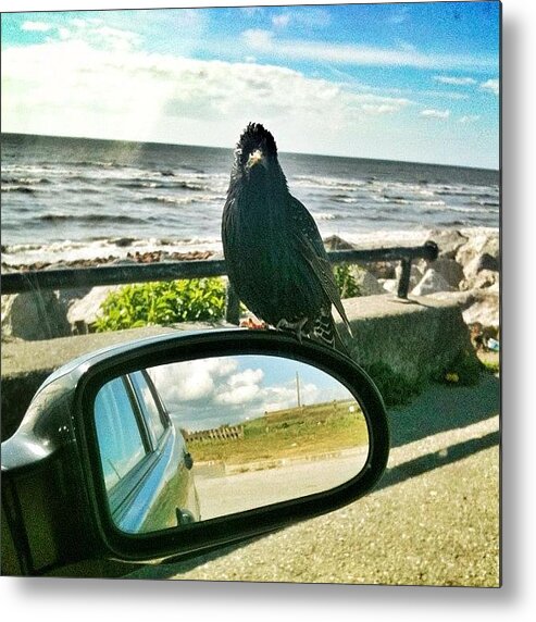 Liverpool Metal Print featuring the photograph Blackbird Sitting On My Door Mirror @ by Mark Watkinson