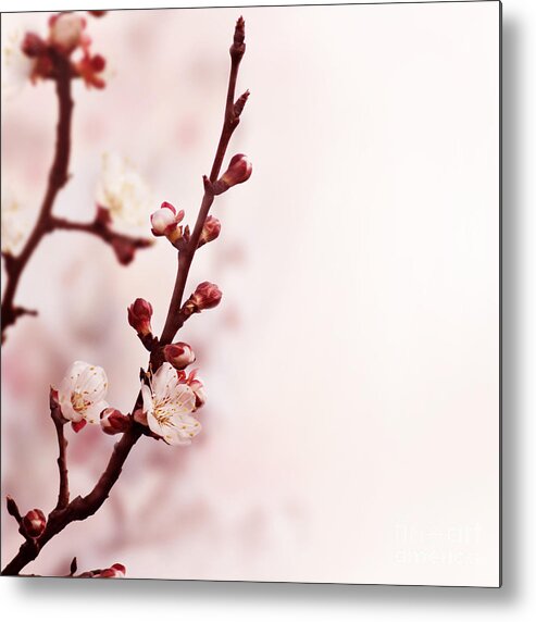 Blossom Metal Print featuring the photograph Blossom Flower by Jelena Jovanovic
