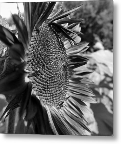 Blowin' Metal Print featuring the photograph Blowin' in the Wind bw by Elizabeth Sullivan