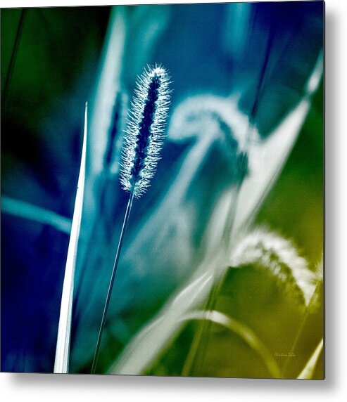 Grass Metal Print featuring the photograph Blue Grass Abstract by Christina Rollo