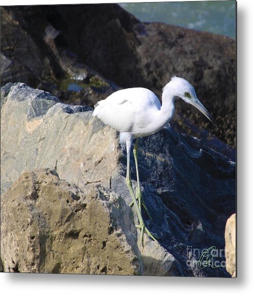 Bird Metal Print featuring the photograph Blue Heron squared by Chris Thomas