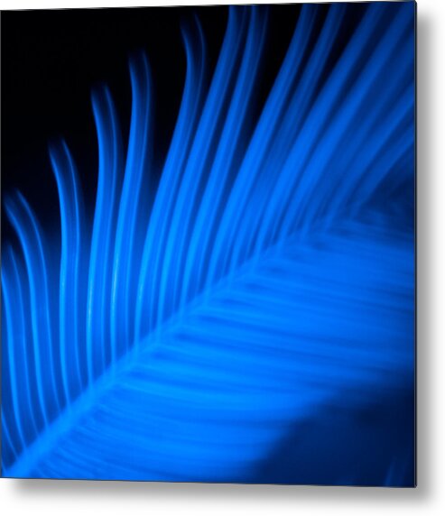 Art Metal Print featuring the photograph Blue Palm by Darryl Dalton