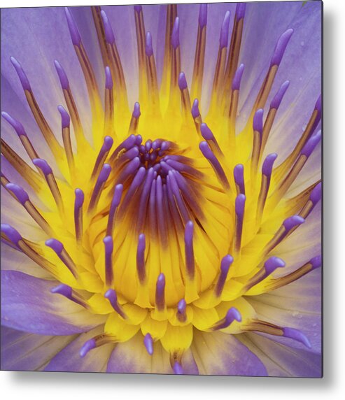 Water Lily Metal Print featuring the photograph Blue Water Lily by Heiko Koehrer-Wagner