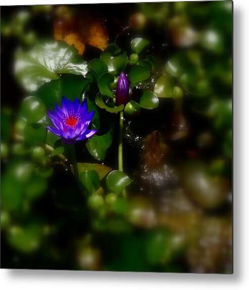 Water Lily Metal Print featuring the photograph Blue Water Lily by Nick Kloepping