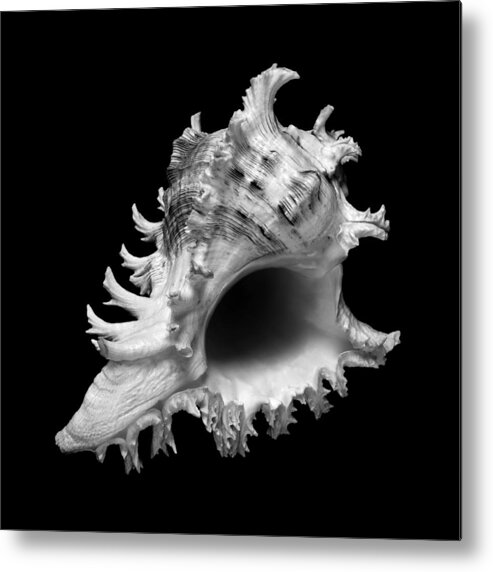 Sea Shell Metal Print featuring the photograph Branched Murex Sea Shell by Jim Hughes