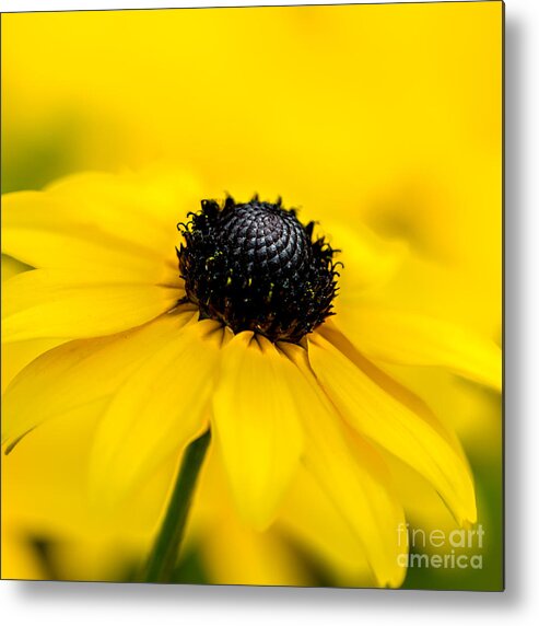 Bright Yellow Day Metal Print featuring the photograph Bright Yellow Day by Michael Arend