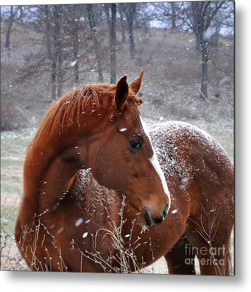 Nature Metal Print featuring the photograph Snowing by Nava Thompson