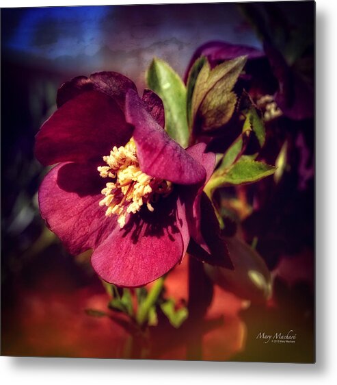 Burgundy Hellebore Flower Metal Print featuring the photograph Burgundy Hellebore Flower by Mary Machare