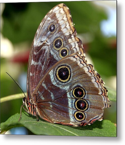 Macro Metal Print featuring the photograph Butterfly 4 by Bob Slitzan