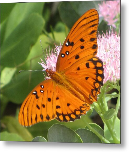 Butterfly Metal Print featuring the photograph Butterfly Butterfly 2 by Cathy Lindsey