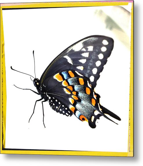 Butterfly Metal Print featuring the photograph Butterfly Mellow Yellow by Dorian Hill