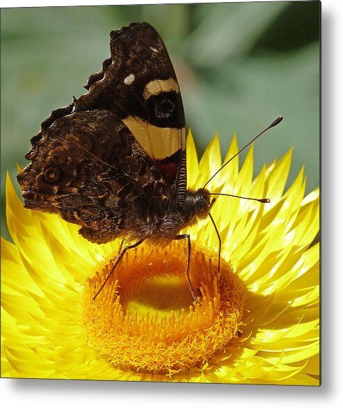 Butterfly Metal Print featuring the photograph Butterfly on Australian Daisy by Margaret Saheed