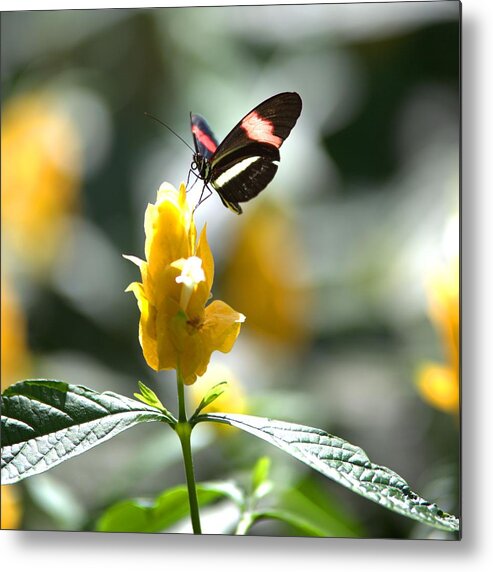 8359 Metal Print featuring the photograph Butterfly on Yellow Flower - Square by Gordon Elwell