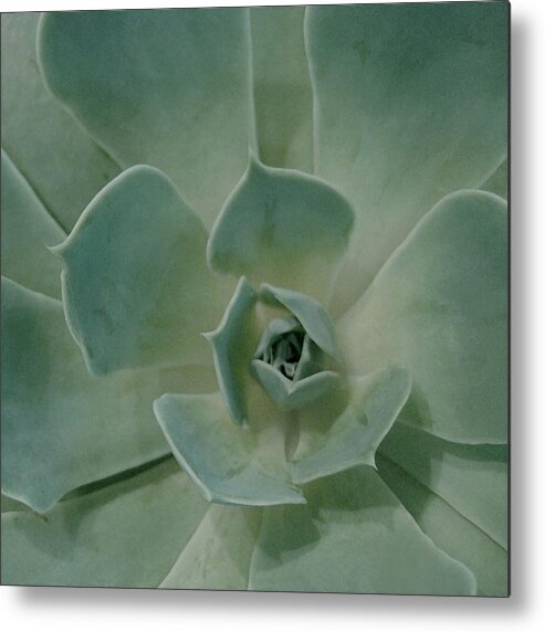 Cactus Metal Print featuring the photograph Cactus Heart by Carolyn Jacob