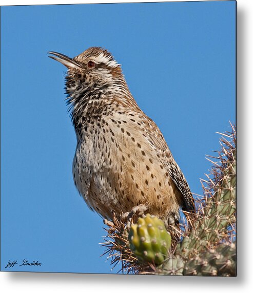 Animal Metal Print featuring the photograph Cactus Wren Singing by Jeff Goulden