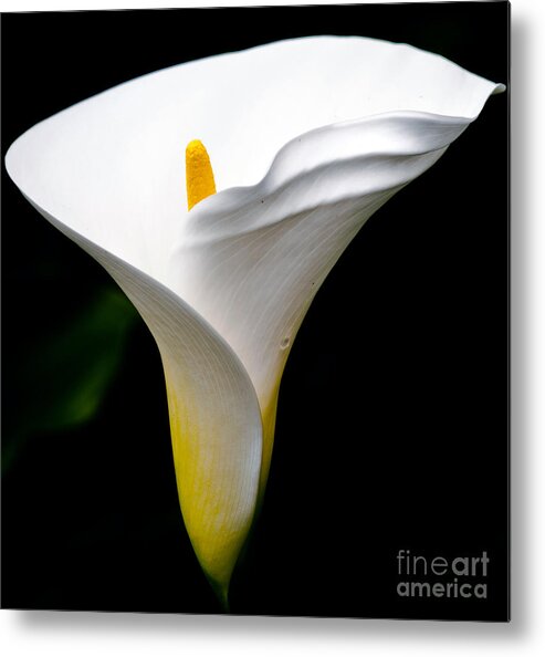 Cala Metal Print featuring the photograph Cala Lily by Eddie Yerkish